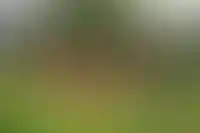 Благоустроенная территория